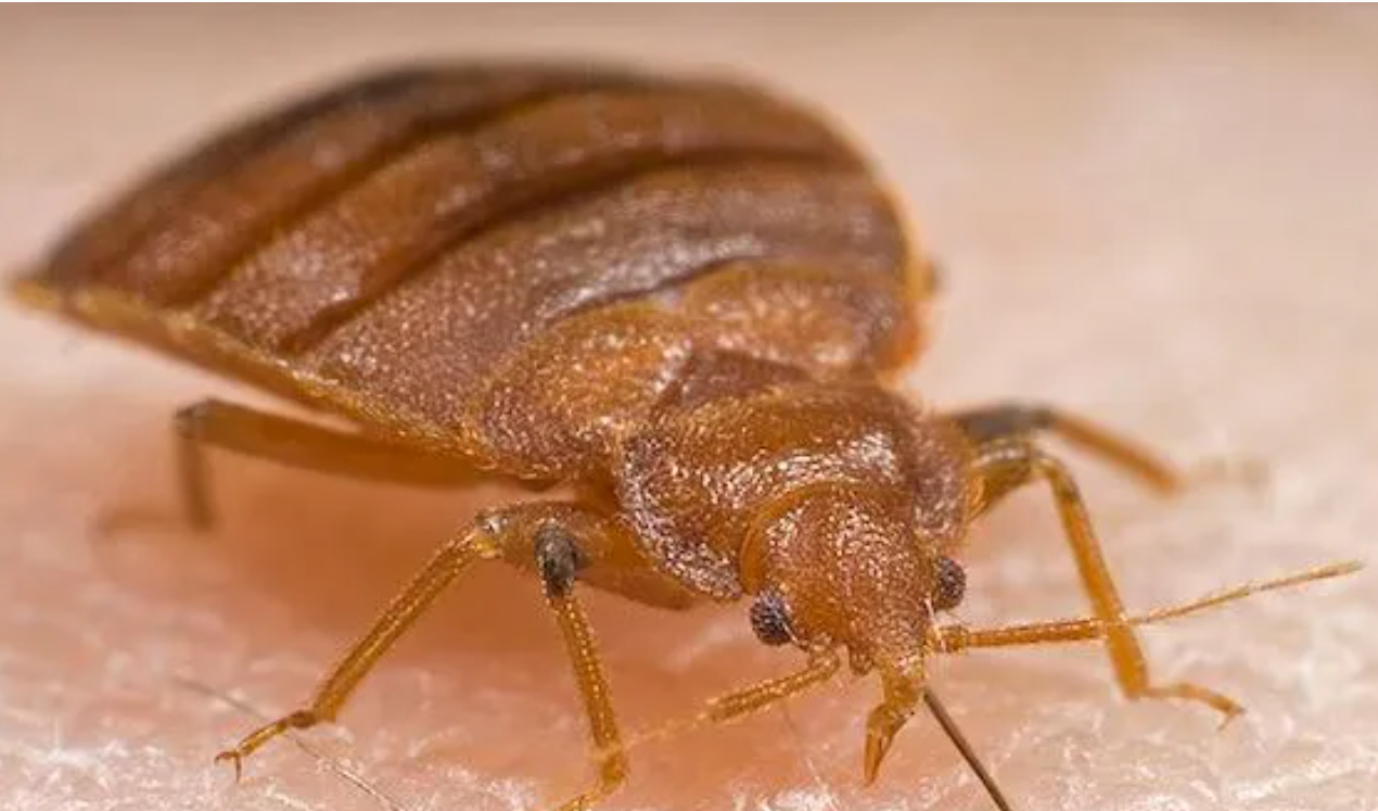 Bed Bugs Infestation