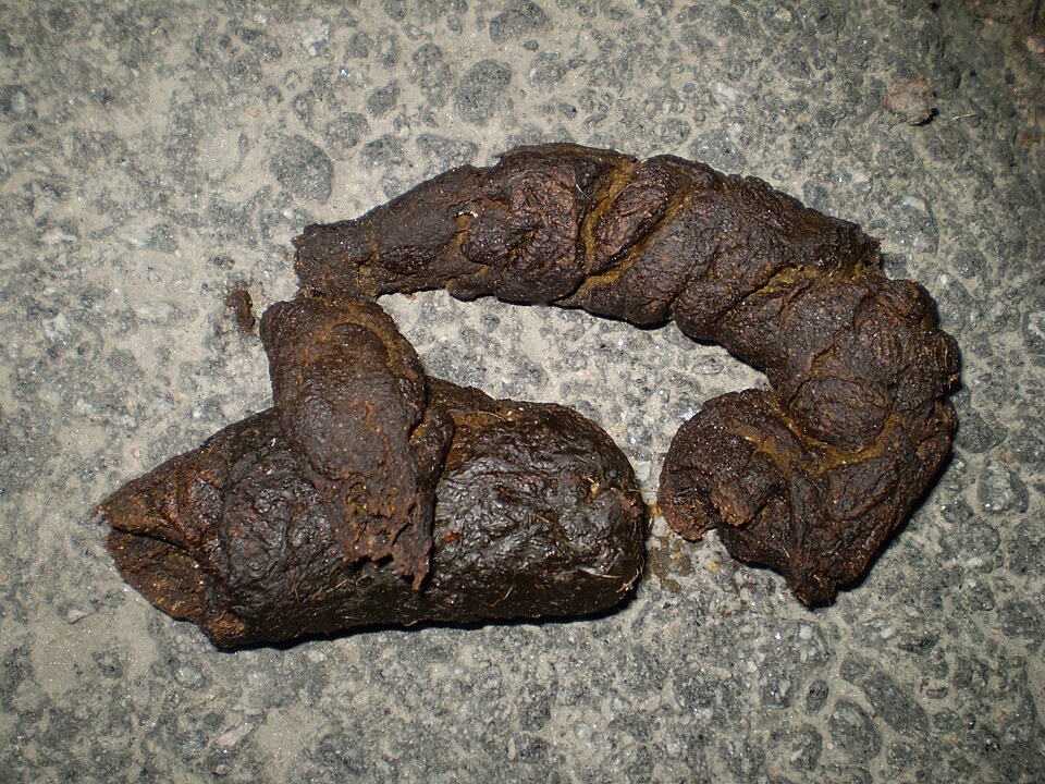 Dog Feces and Urine